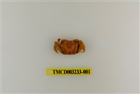 藏品(斑點擬相手蟹)的圖片